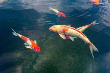 Colorful Koi carp fish swimming in the pond