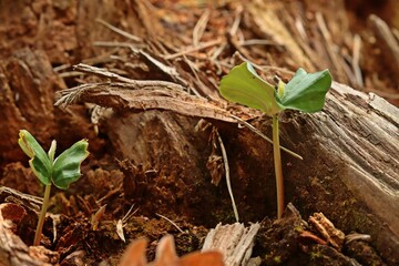 Buchenkeimlinge (Fagus sylvatica).