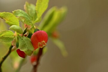 Blühende Heidelbeere (Vaccinium myrtillus)