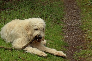 Acht Monate alter Goldendoodle spielt mit Stock.