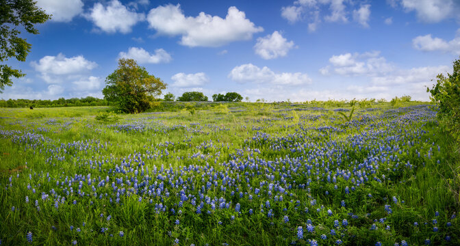 Serene Bluebonnet-filled Pasture in Rural North Texas