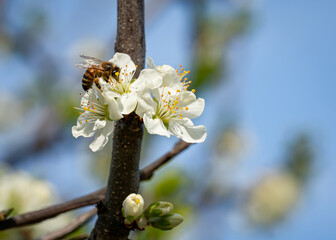 Bienensterben - Biene im Frühling auf einer Obstblüte