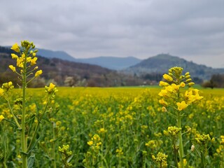 Rapsfeld in Baden-Württemberg