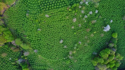 close up of green moss