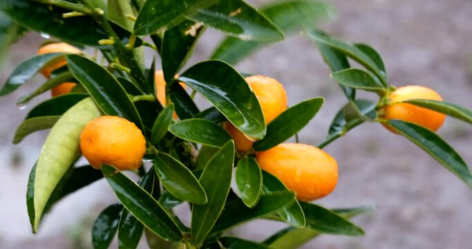 Seasonal harvest concept: Close-up on a group of orange kumquat fruits on a rainy day. Water drops falling on green leaves moving in wind. 4k resolution. Natural food and agriculture background