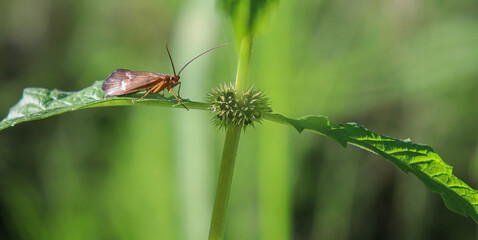 butterfly on leaf © Mariusz