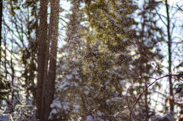 Falling snowflakes on the background of the winter forest