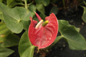 Flor roja 