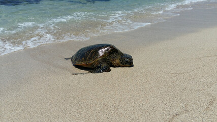 Turtle Meeting 2  Hawaii
