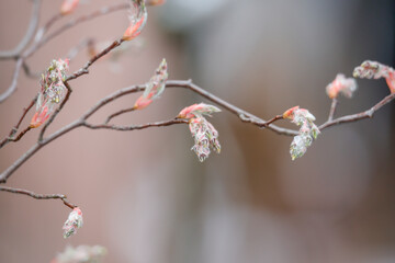 Bienen an den Blüten einer Felsenbirne