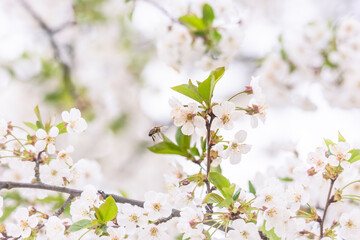 flowering branches of sour cherry tree with white flowers and bees