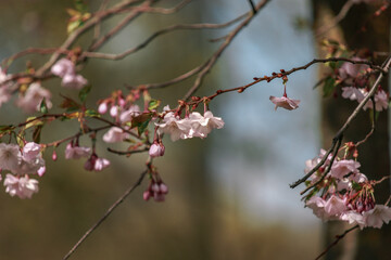pink cherry blossom,Japanese cherry blossoms, sakura, walks in the city park.