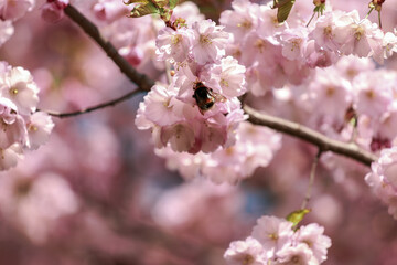 blossom,Japanese cherry blossoms, sakura, walks in the city park.