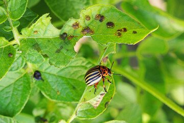 Colorado beetle sitting on a pitted potato leaf. Focus on the pest's legs. Bug eating a plant. Close-up. Bright illustration about insects, pests of agricultural plants and gardening. Macro