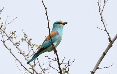 European Roller on branch, Coracias garrulus