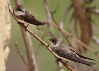 Swallow Sand Martin background, riparia riparia