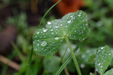 regentropfen auf den blättern vom klee