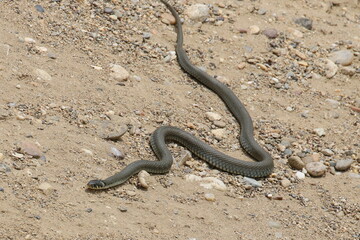 Aesculapian snake, (Zamenis longissimus) on sand background 