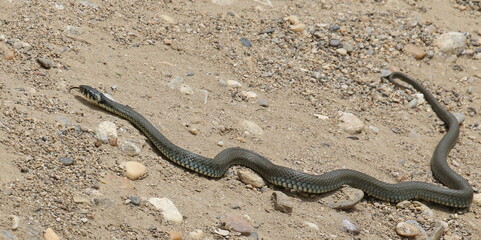 Aesculapian snake, (Zamenis longissimus) on sand background 