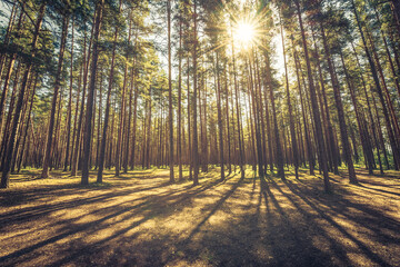 The sun passes through the crowns of trees in a pine forest. Beautiful nature. Sun rays. Paths in...