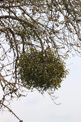 Misteln auf dem Baum.