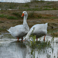 Two geese grazing in shallow water. Sand area with grass behind them. Germany