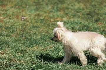 west highland white terrier,puppy for a walk, dog