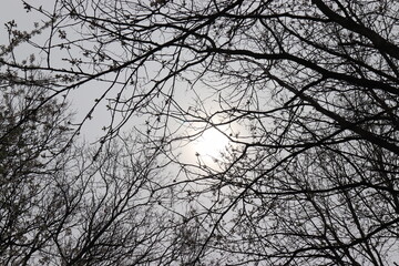 Schwarze B&auml;ume vor Abendsonne.