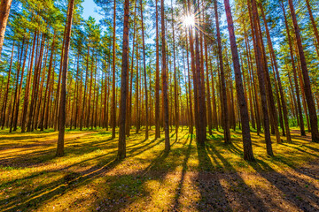 The sun passes through the crowns of trees in a pine forest. Beautiful nature. Sun rays. Paths in...