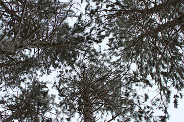 Trees and more trees 