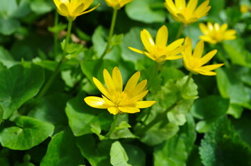 Obraz premium Yellow wild flowers Lesser celandine. Ranunculus ficaria. Ficaria grandiflora