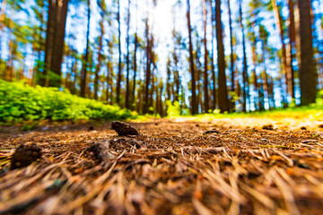 In the summer pine forest. Close up view from the level of the path. Beautiful nature. Sun rays. Russia, Europe.