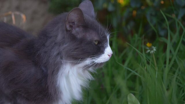 Gray and white cat enjoying the garden