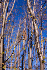 branches in spring