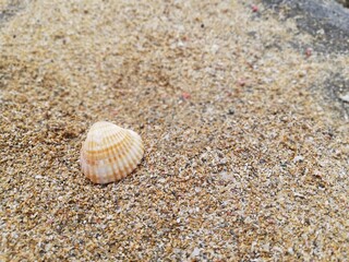 shells on the beach