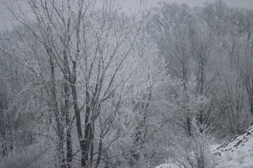 Amazing winter scenes from a snow and ice storm