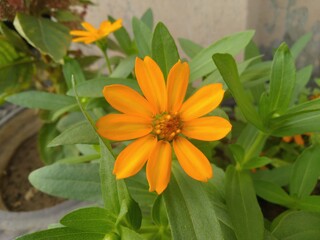 Yellow Zinnia Angustifolia Flower