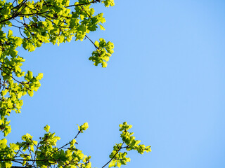 Spring branch and foliage against blue sky - free place to copy text - copy space