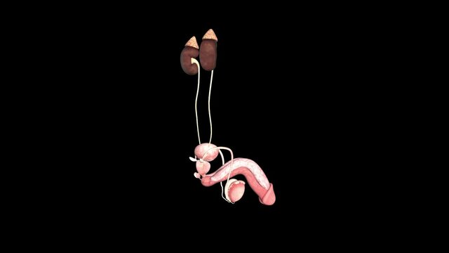 Male Adrenal Glands And Genitalia With Alpha Channel
