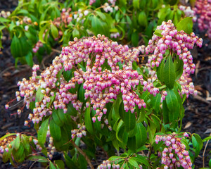 Obraz premium Katsura Japanese Andromeda flowers