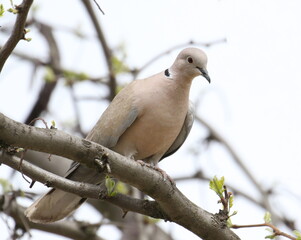 Eurasian collared dove on branch, Streptopelia decaocto