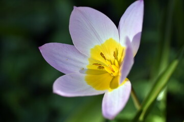 Blüte einer wilden Tulpe