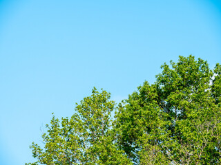 Spring branch and foliage against blue sky - free place to copy text - copy space