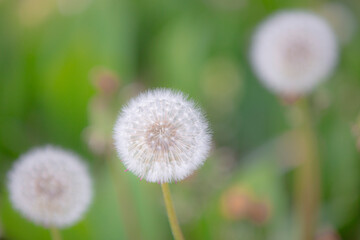 White dandelions in the meadow, blurred backgroun