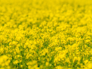 Close-up on yellow rapeseed flowers in a field - focus and depth of field blur - biofuel and alternative green energy