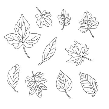 Leaves simple vector minimalist concept outline illustration, thin line hand drawn natural floral elements set, element for invitations, greeting cards, booklet design