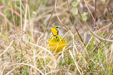 Yellow-throated longclaw. Nairobi National Park