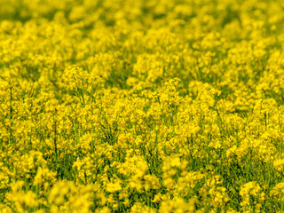 Close-up on yellow rapeseed flowers in a field - focus and depth of field blur - biofuel and alternative green energy