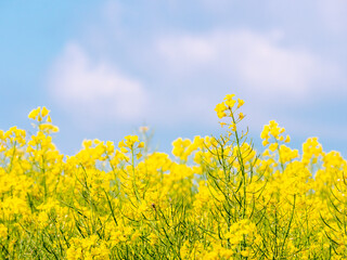 Close-up on yellow rapeseed flowers in a field - background of blue sky with clouds