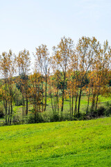 Obraz premium autumn landscape with trees